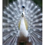 White Peacock in Full Display metal wall art print