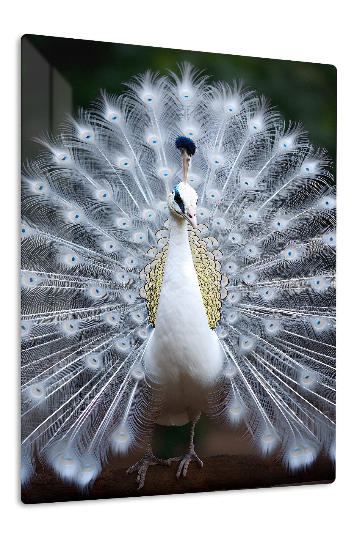 White Peacock in Full Display metal wall art print
