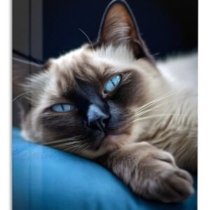 Blue-Eyed Cat Resting metal wall art print