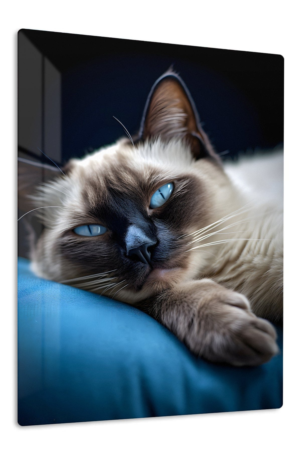 Blue-Eyed Cat Resting metal wall art print
