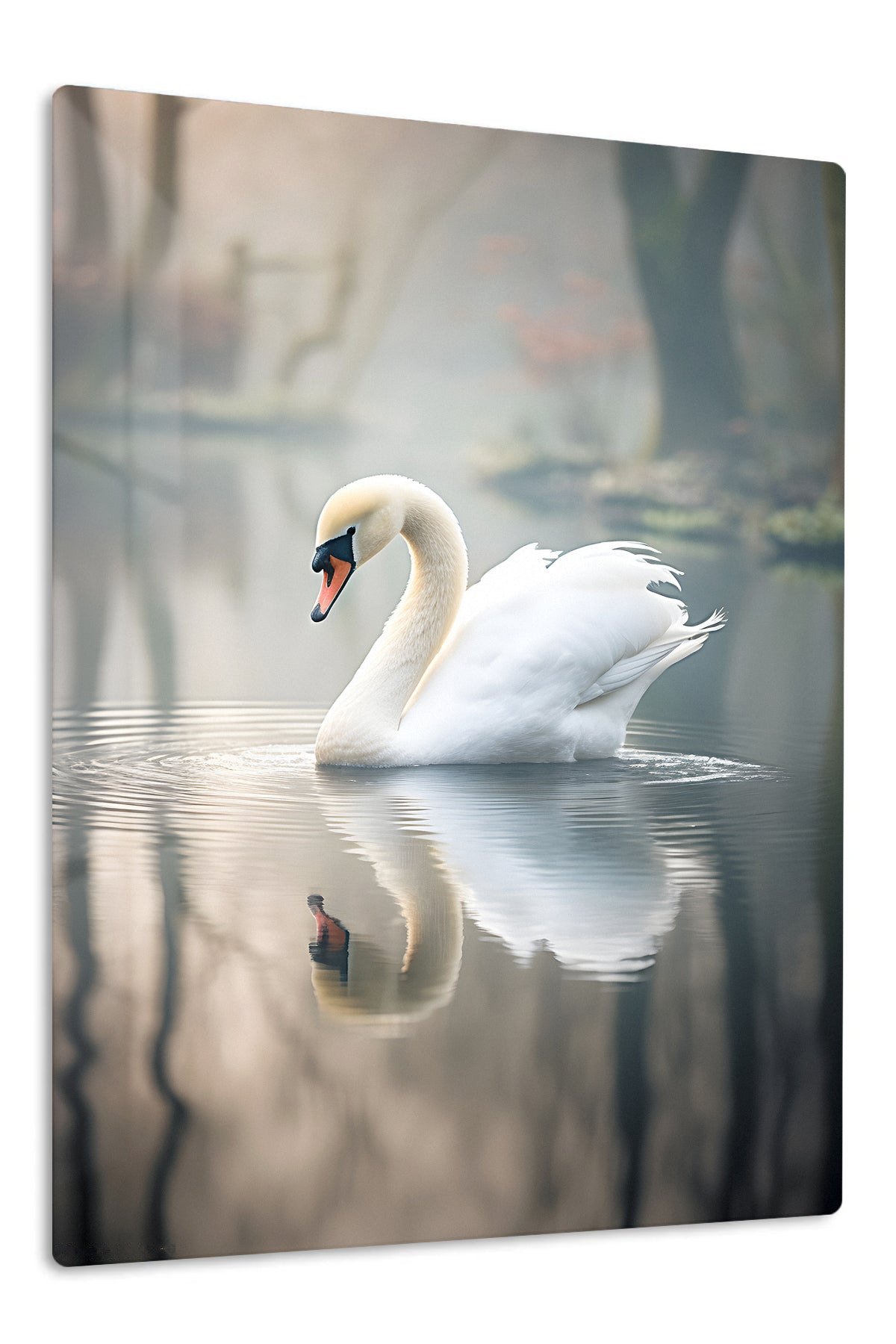 Graceful Swan Reflection metal wall art print