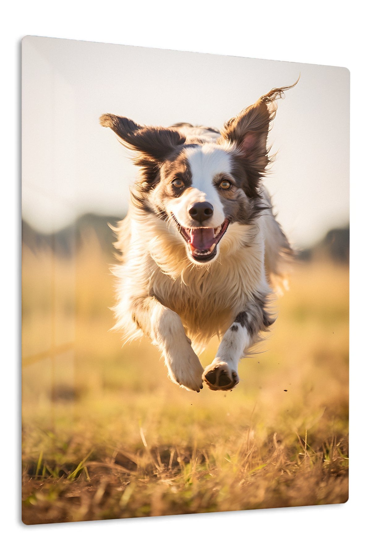 Joyful Collie in Golden Field metal wall art print