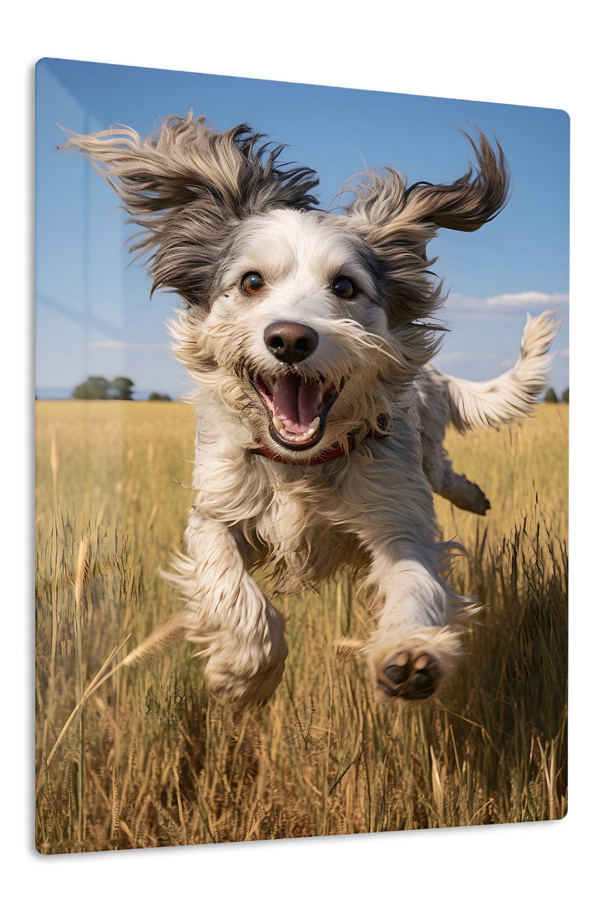 Joyful Dog in Golden Field metal wall art print