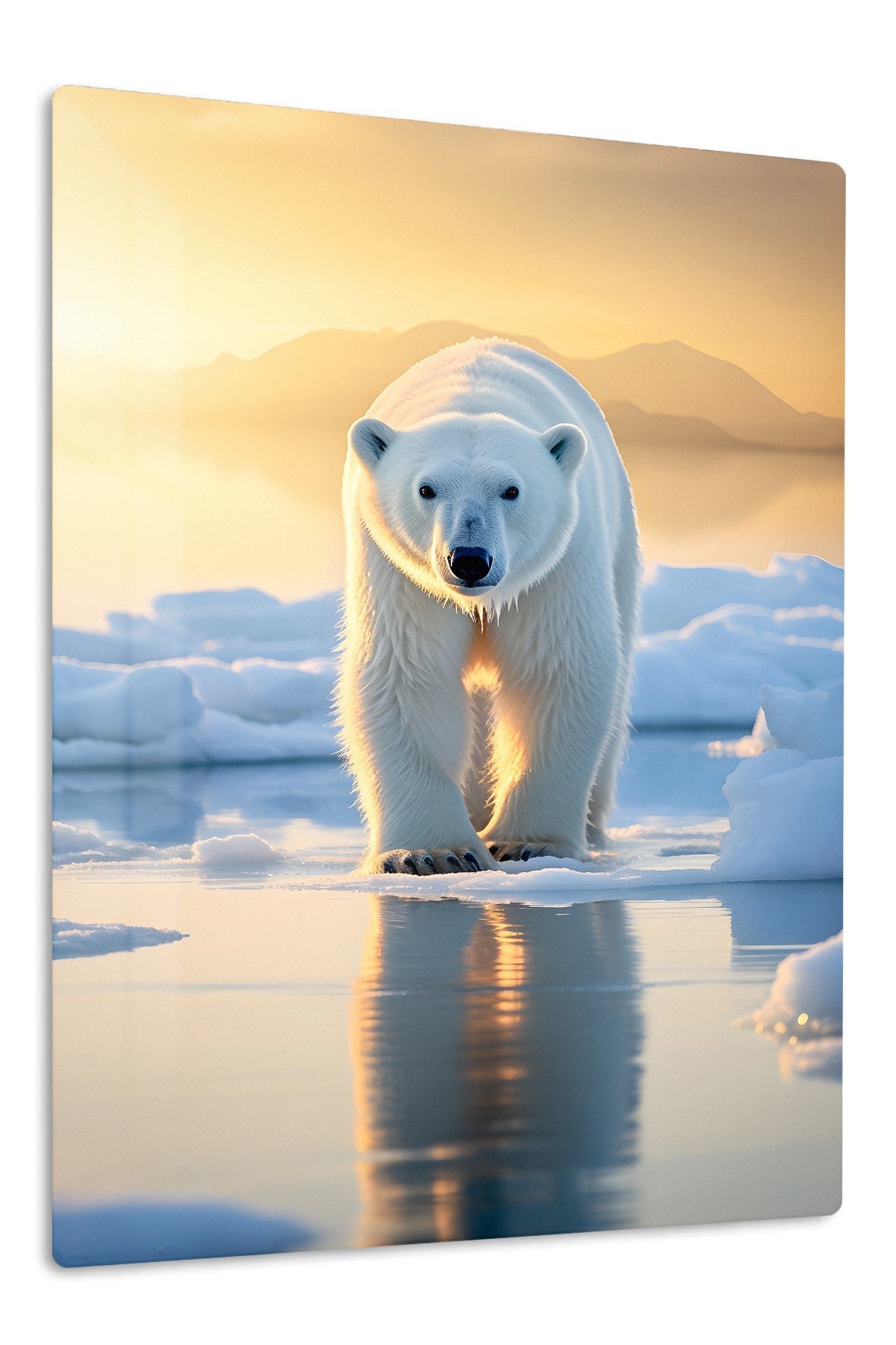 Polar Bear at Golden Dawn metal wall art print