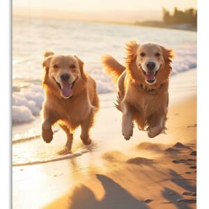 Golden Dogs at Sunset metal wall art print