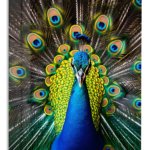 Regal Peacock Display metal wall art print