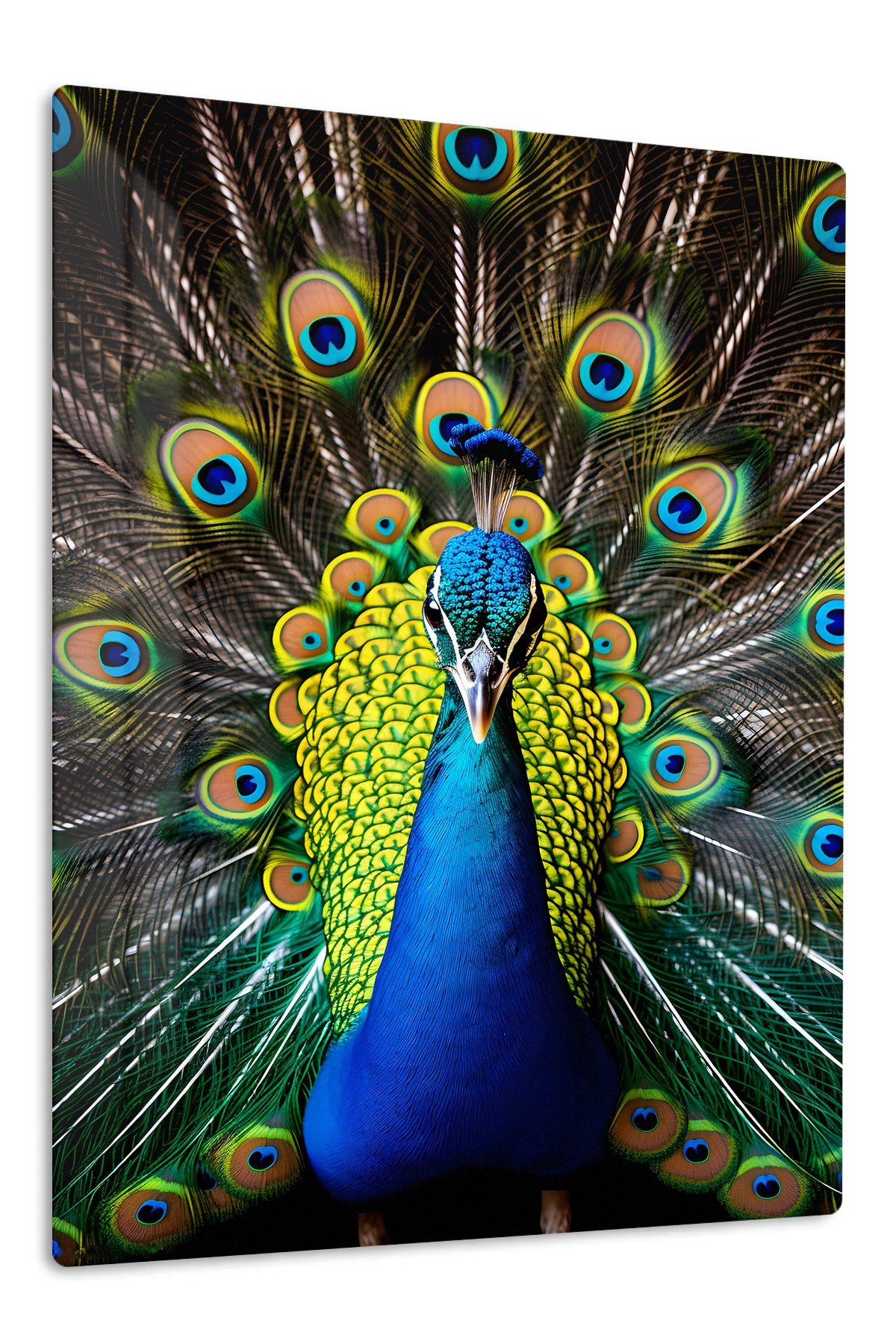 Regal Peacock Display metal wall art print